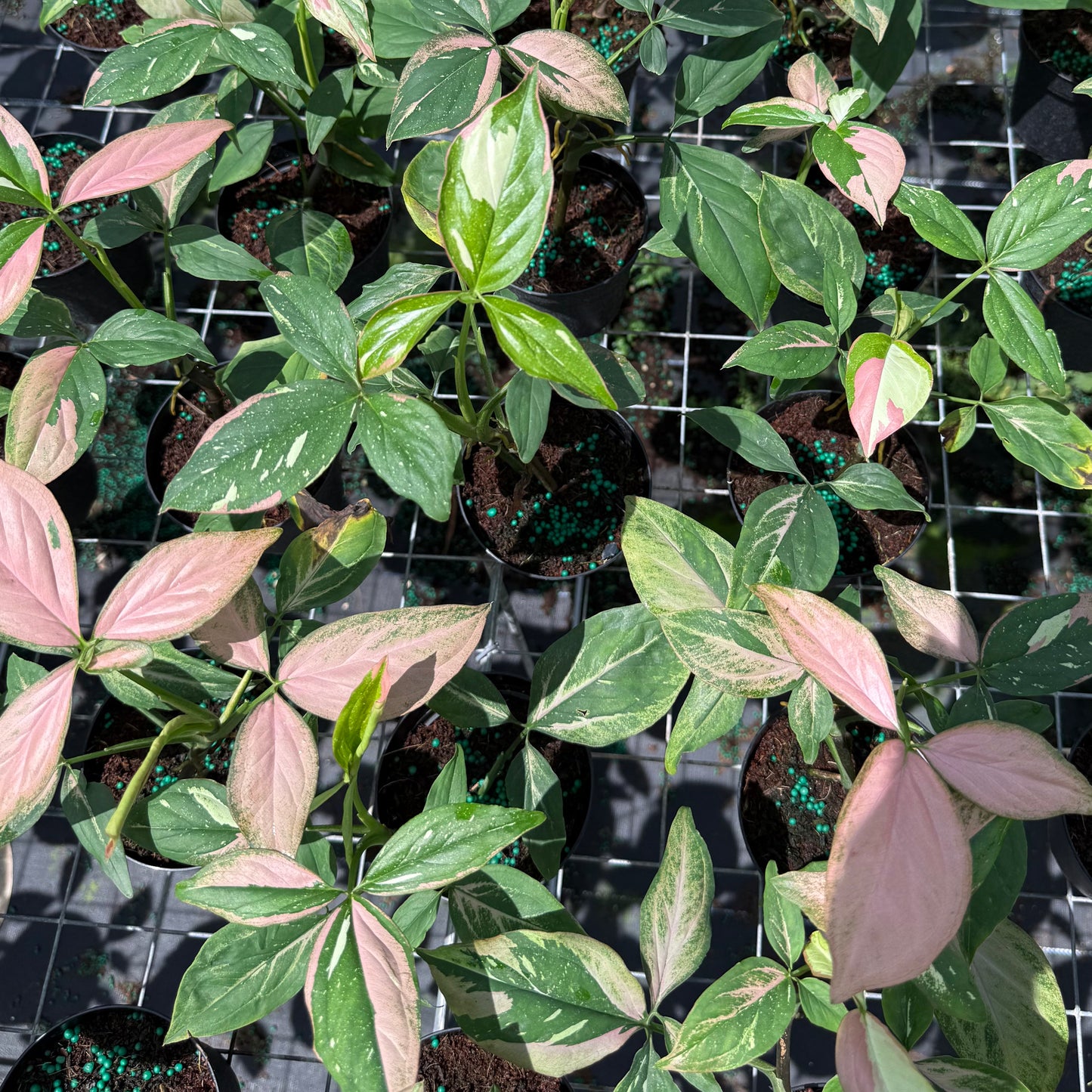 Syngonium Tricolor 4”