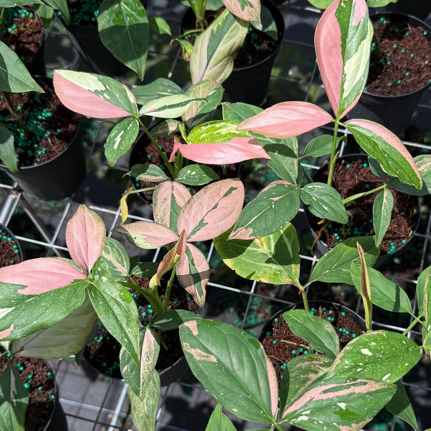 Syngonium Tricolor 4”