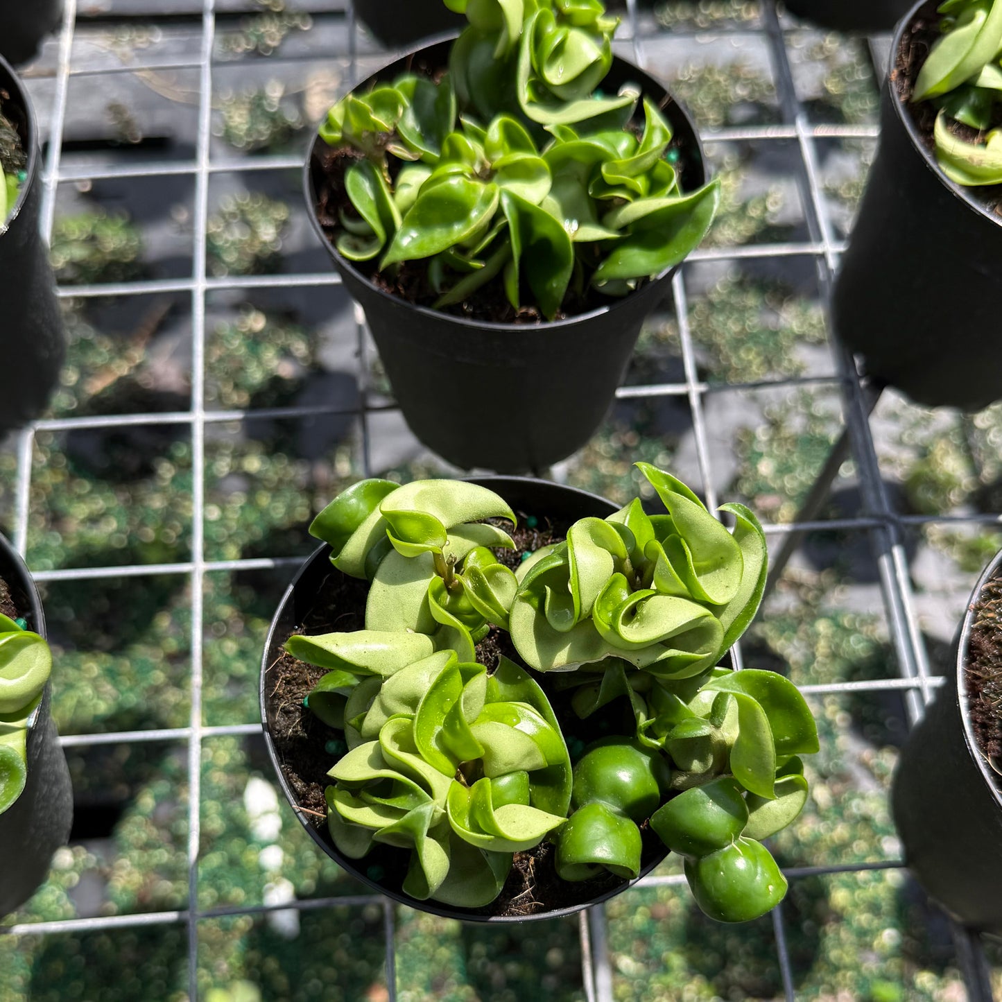 Hoya carnosa (Wax Plant)