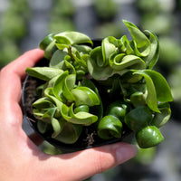 Hoya carnosa (Wax Plant)