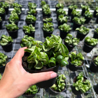 Hoya carnosa (Wax Plant)