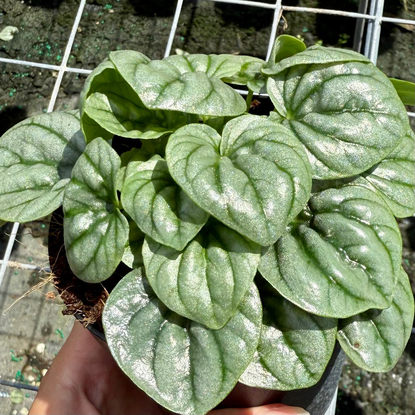 Peperomia Frost 6”