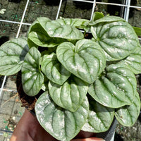 Peperomia Frost 6”