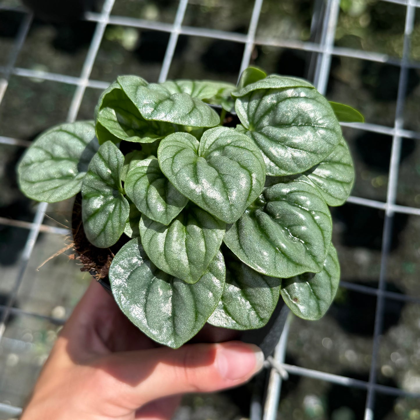 Peperomia Frost 6”