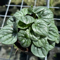 Peperomia Frost 6”