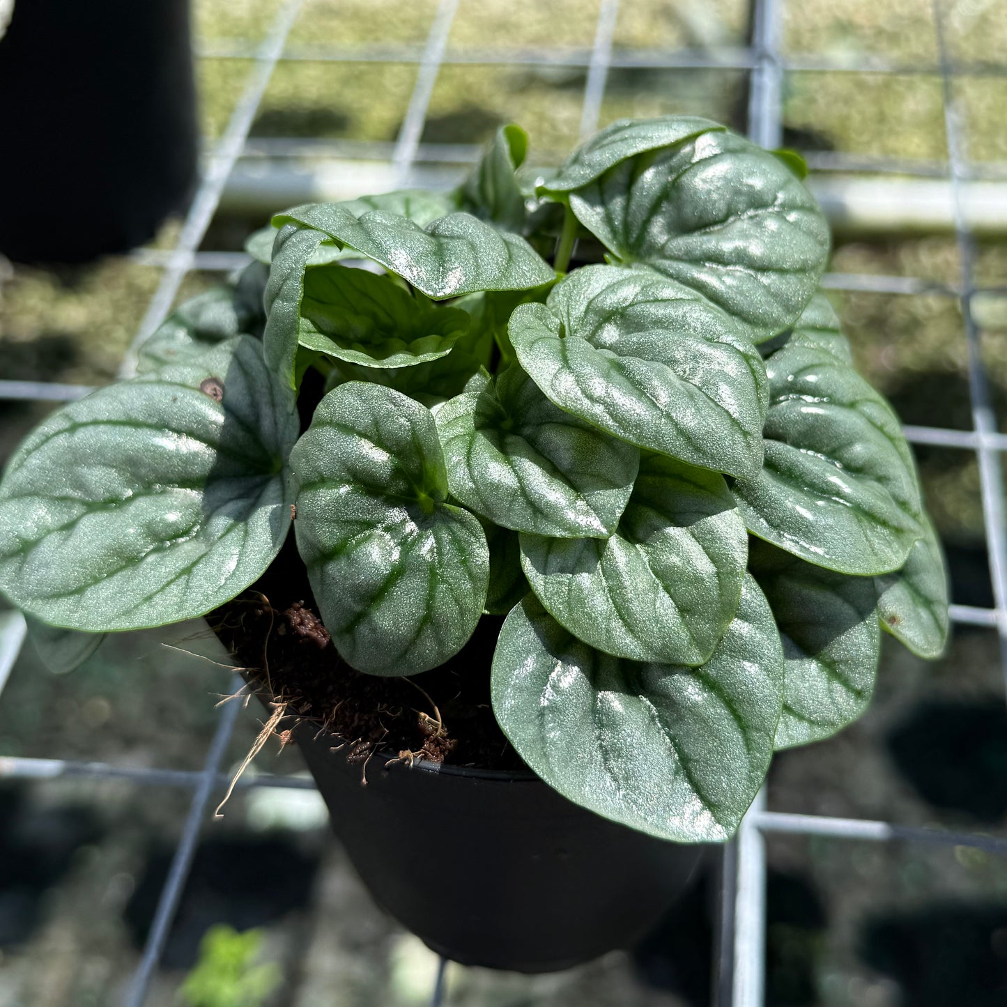 Peperomia Frost 6”