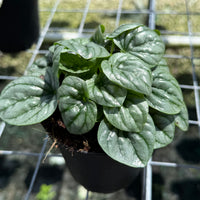 Peperomia Frost 6”