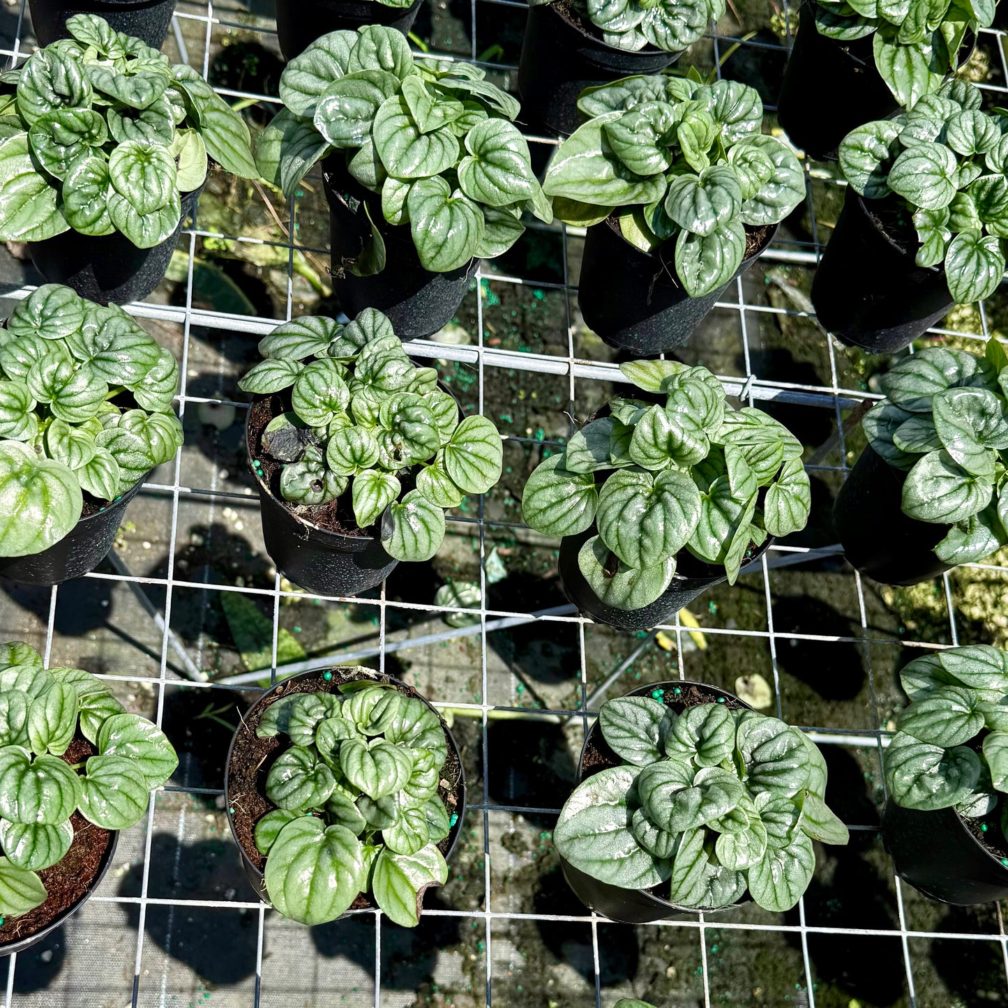 Peperomia Frost 6”