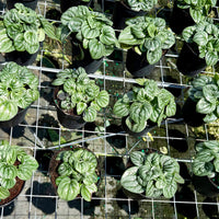 Peperomia Frost 6”