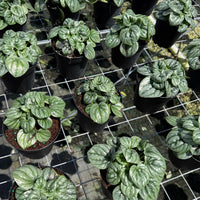 Peperomia Frost 6”