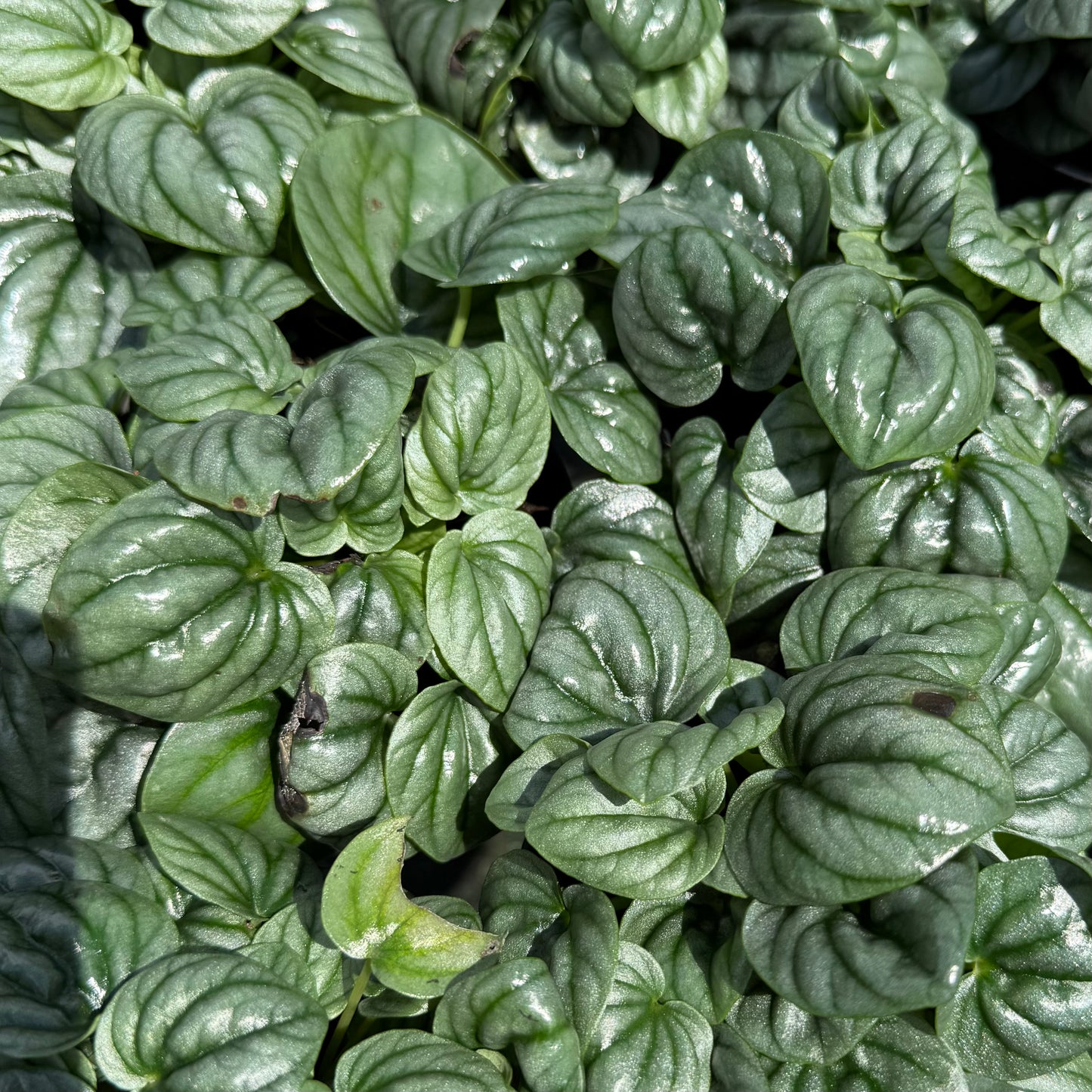 Peperomia Frost 6”