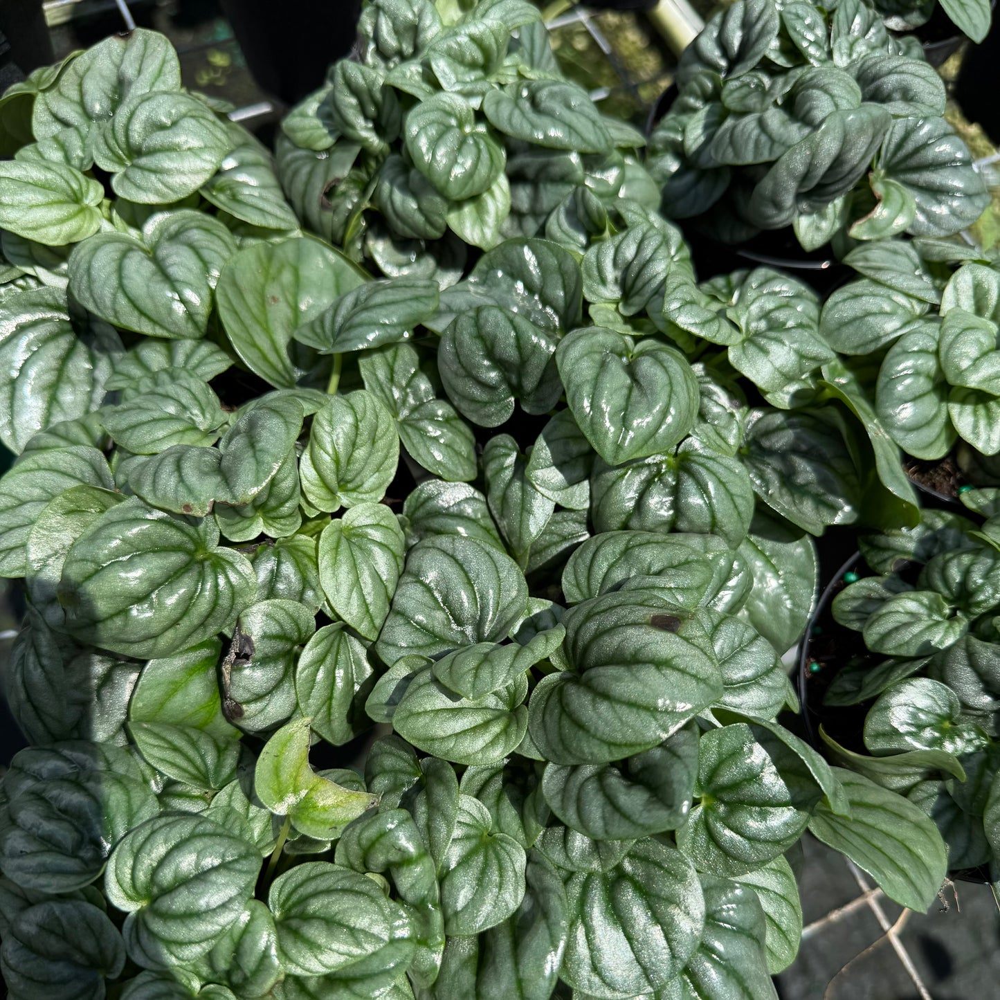 Peperomia Frost 6”