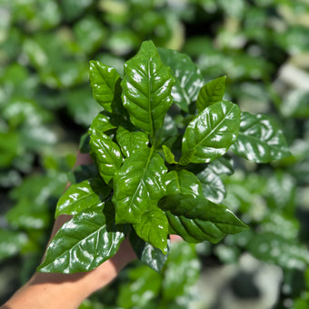 Coffee Plant Arabica 6”