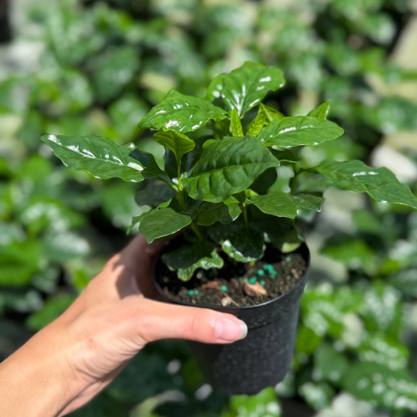 Coffee Plant Arabica 6”
