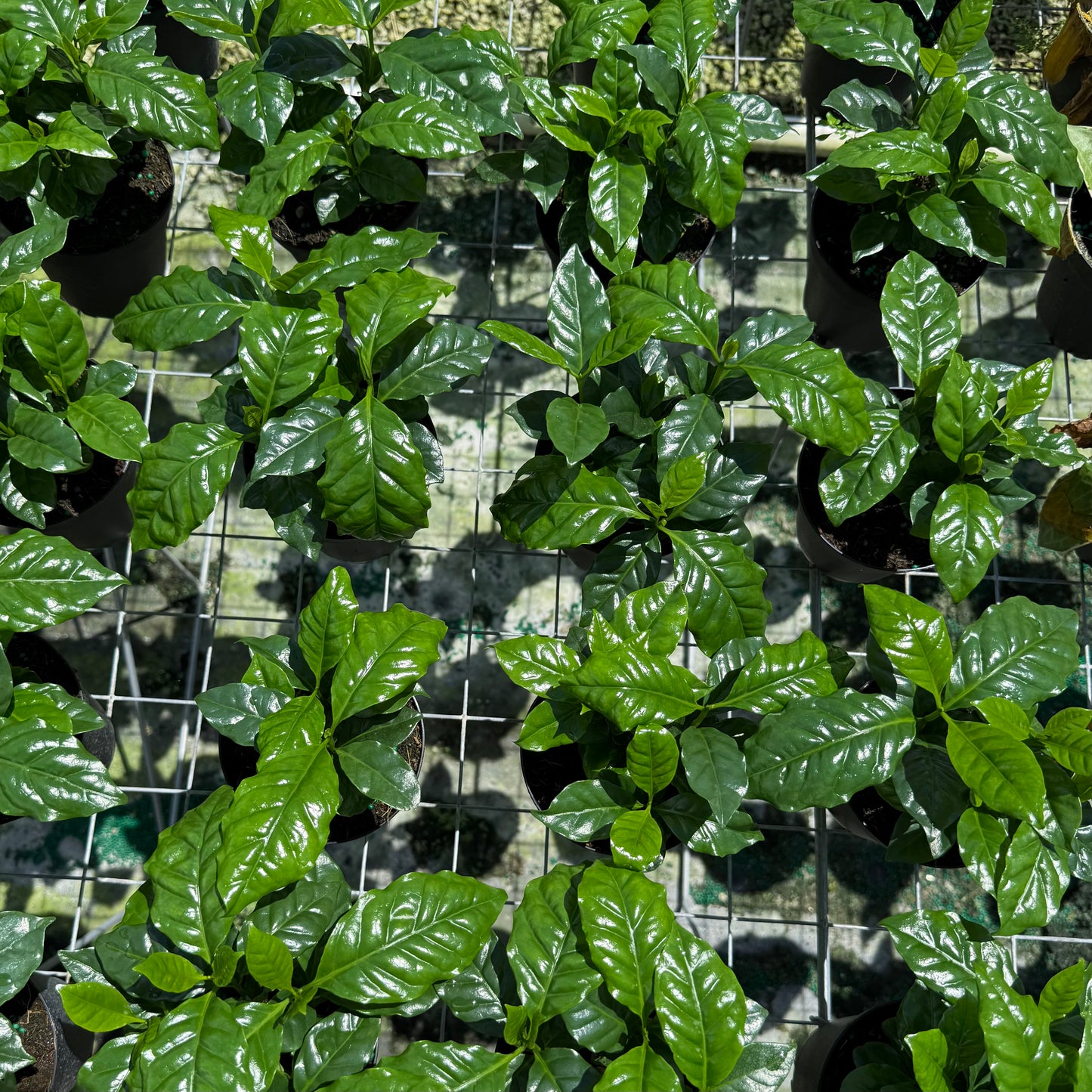 Coffee Plant Arabica 6”