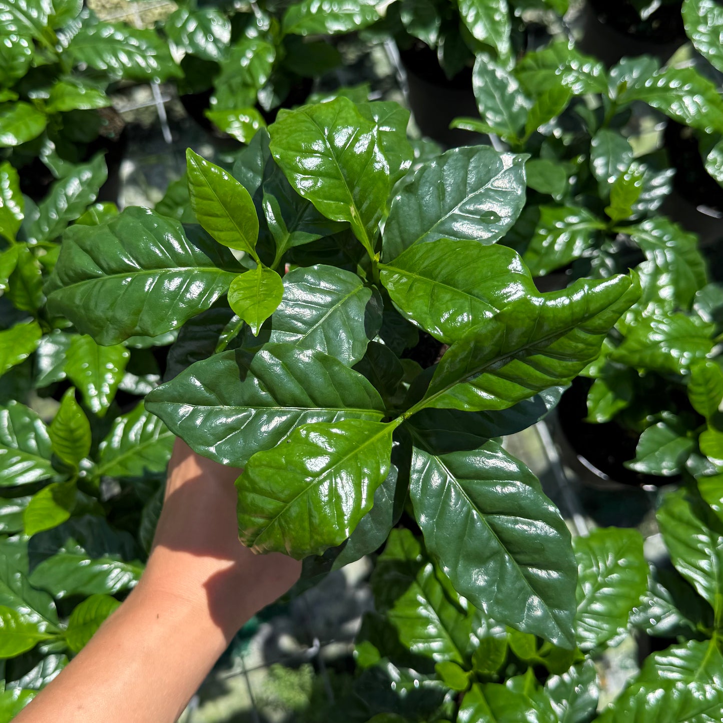 Coffee Plant Arabica 6”