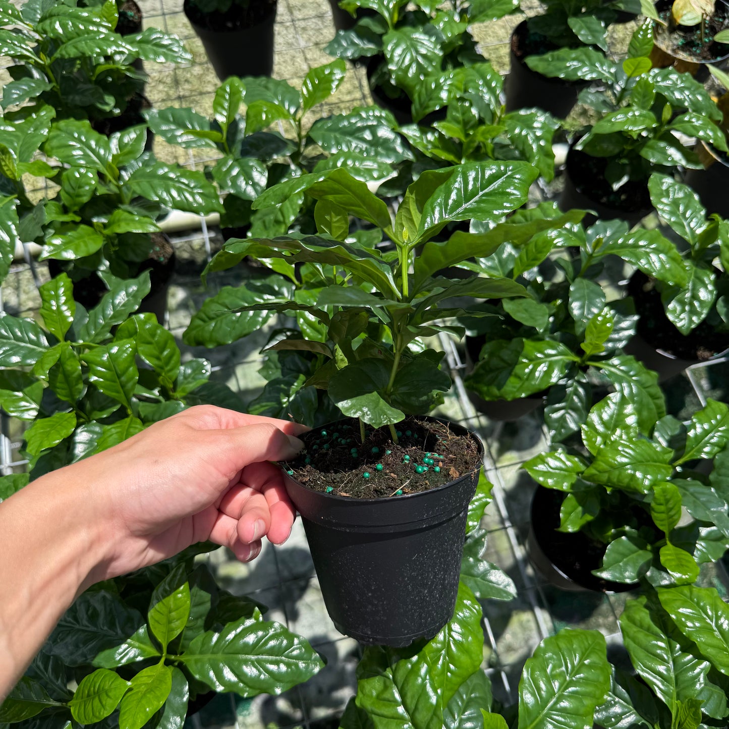 Coffee Plant Arabica 6”