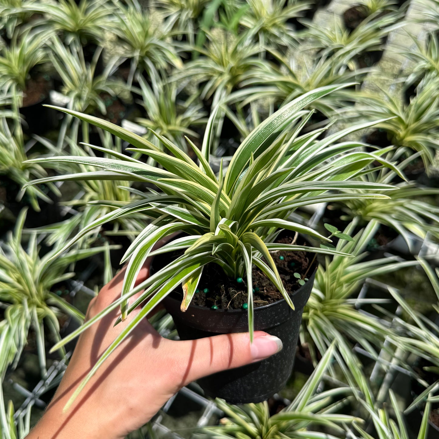 Spider Plant 4”