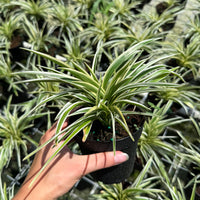 Spider Plant 4”