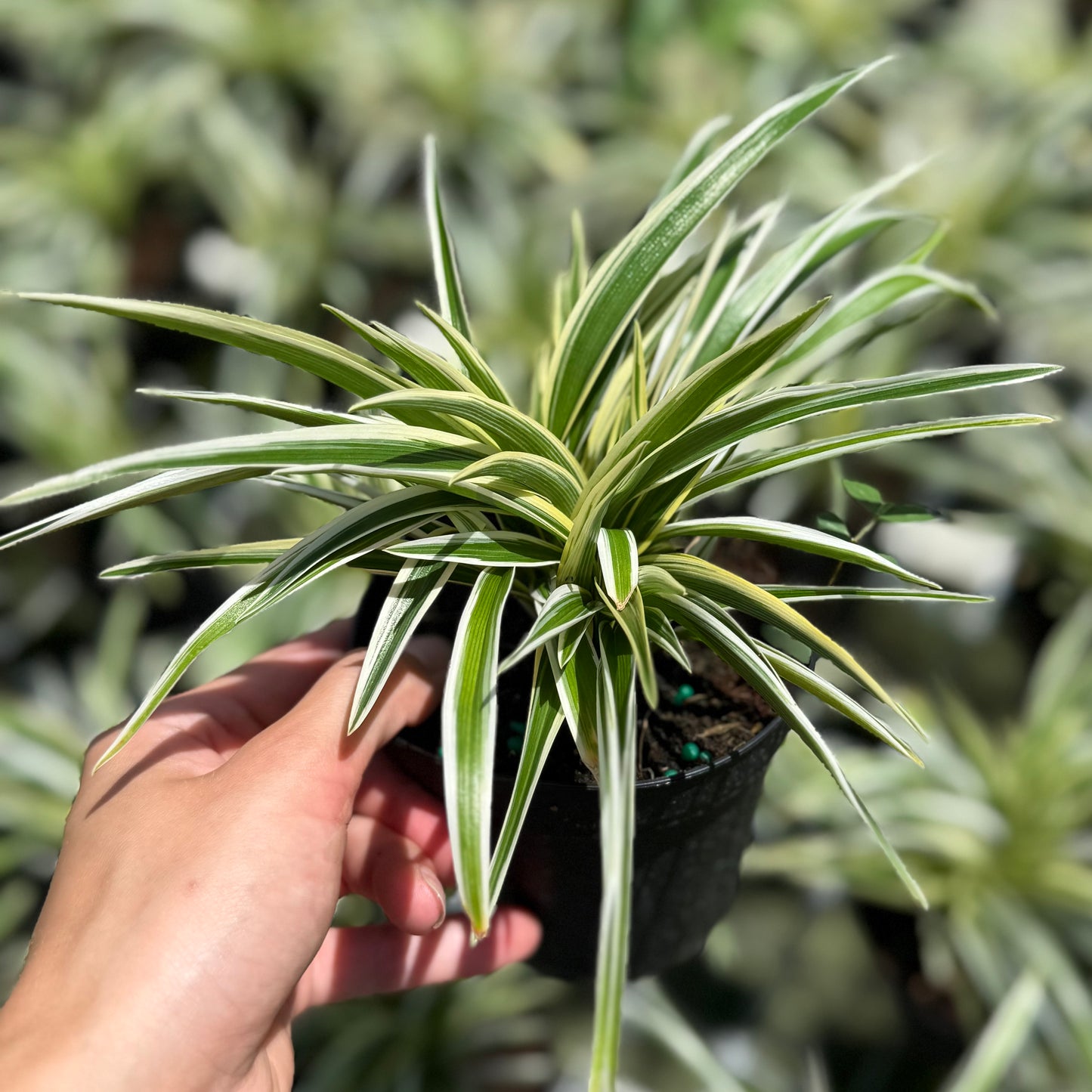 price of spider plant Spider Plant 4” – My Mega Garden