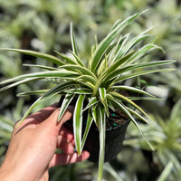 Spider Plant 4”