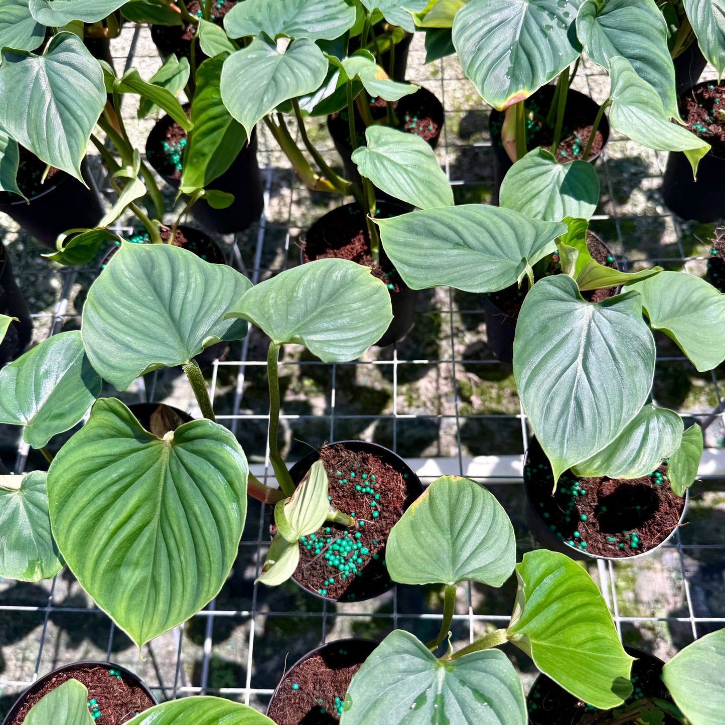 Philodendron plowmanii 4”