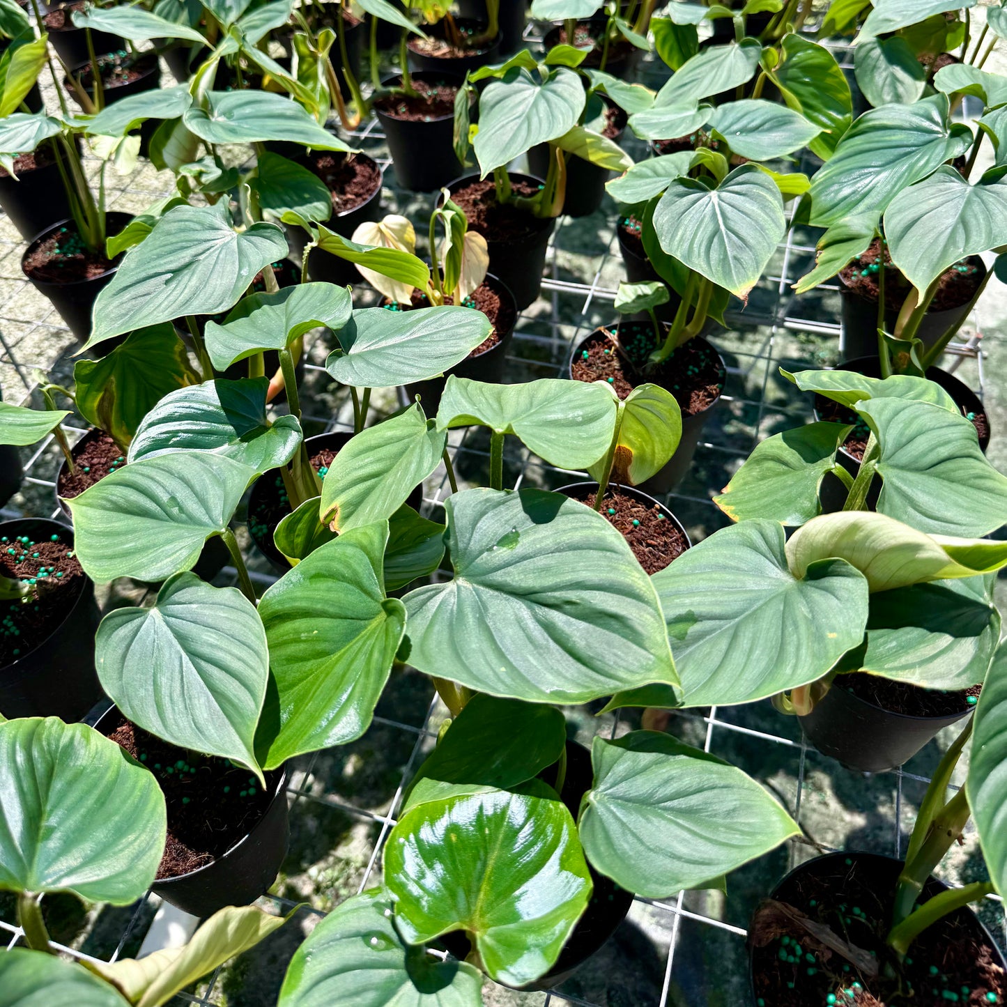 Philodendron plowmanii 4”