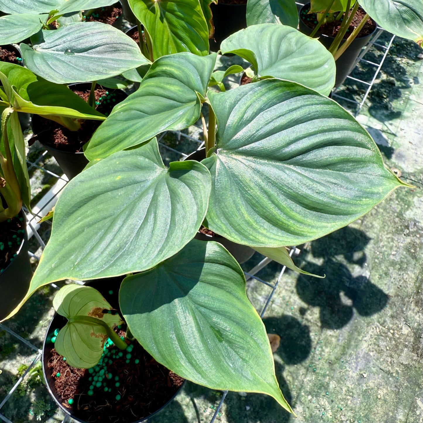 Philodendron plowmanii 4”