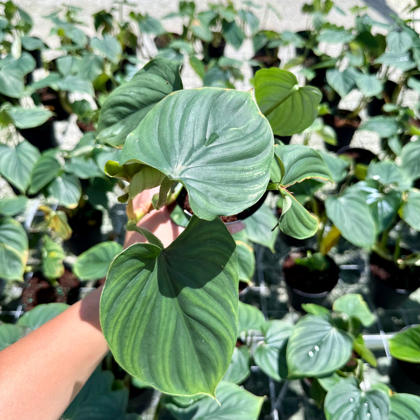 philodendron plowmanii stem Philodendron Plowmanii 4” – My Mega Garden