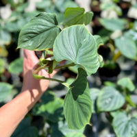 Philodendron plowmanii 4”