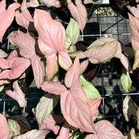 Syngonium Mickey 4”