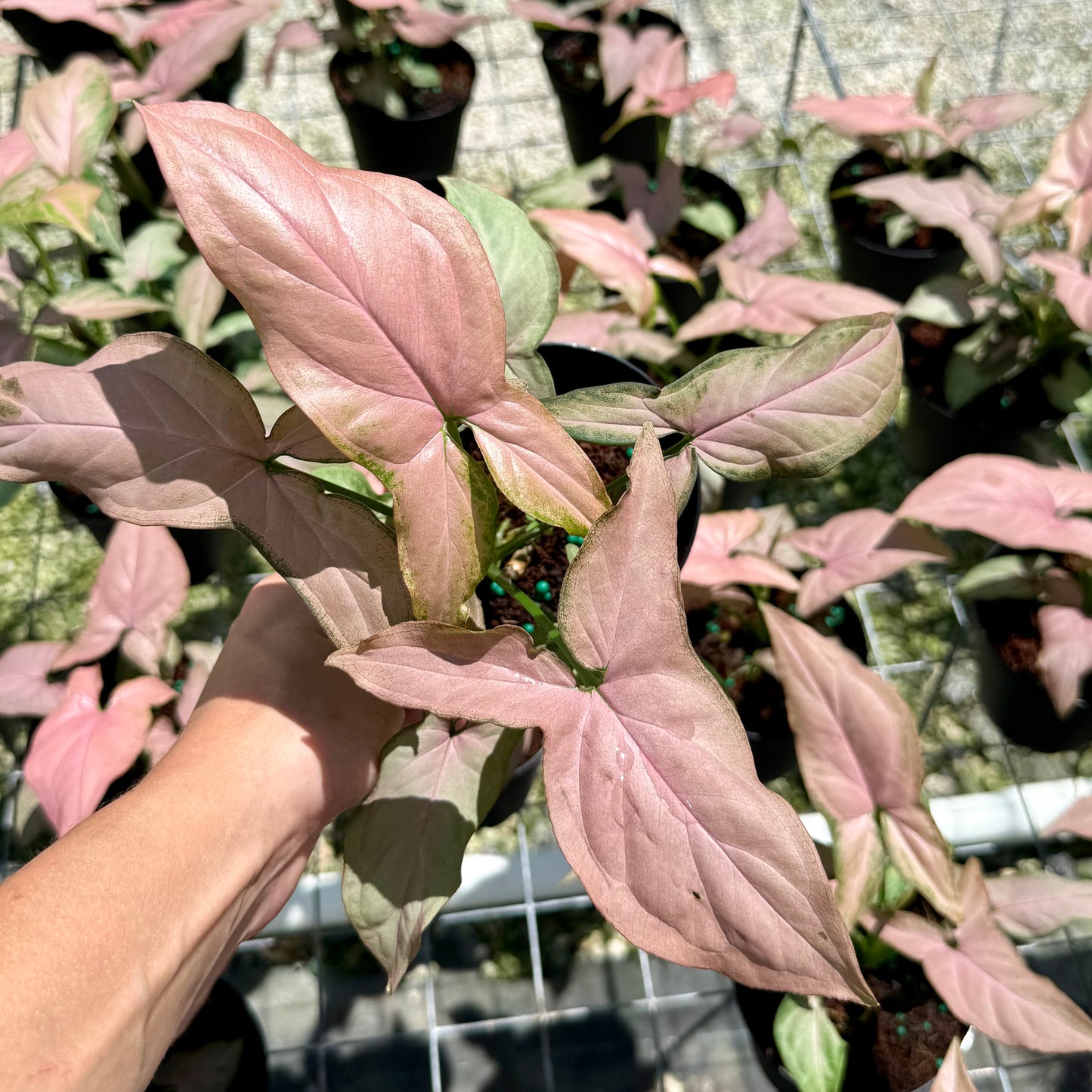 Syngonium Mickey 4”