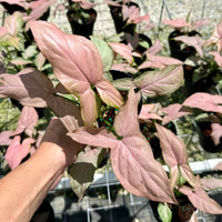 Syngonium Mickey 4”