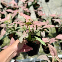 Syngonium Mickey 4”