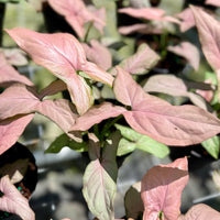 Syngonium Mickey 4”