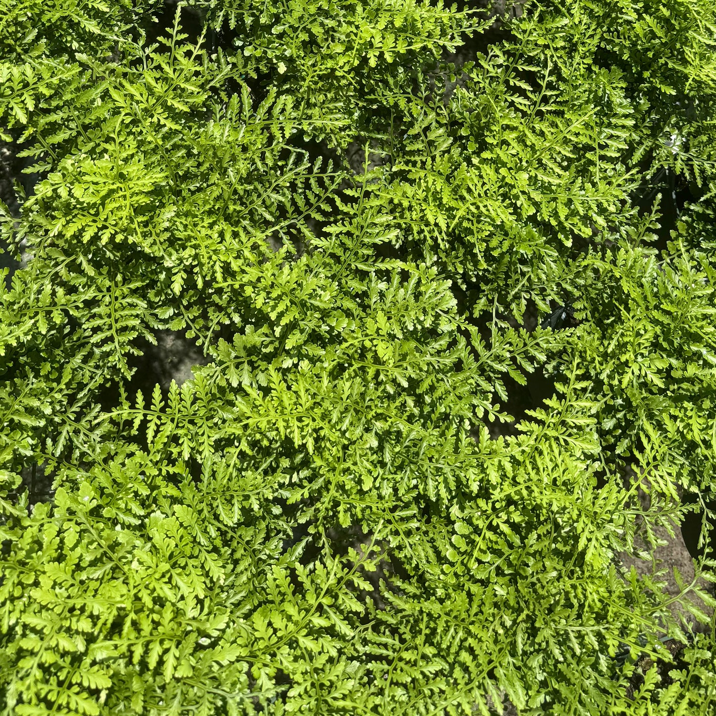 Australian Mother Fern 6”