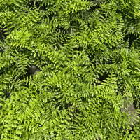 Australian Mother Fern 6”