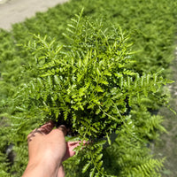 Australian Mother Fern 6”