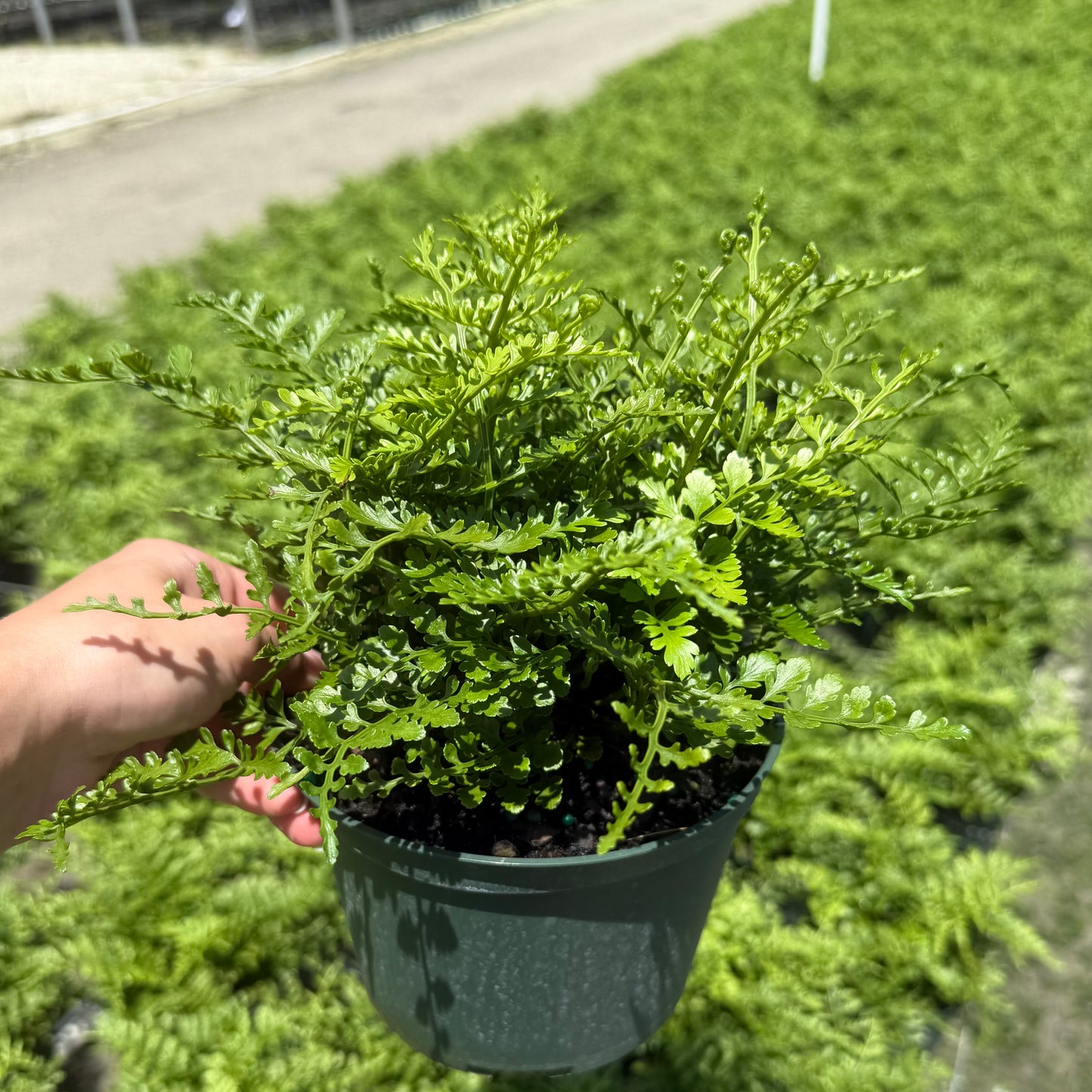 Australian Mother Fern 6”