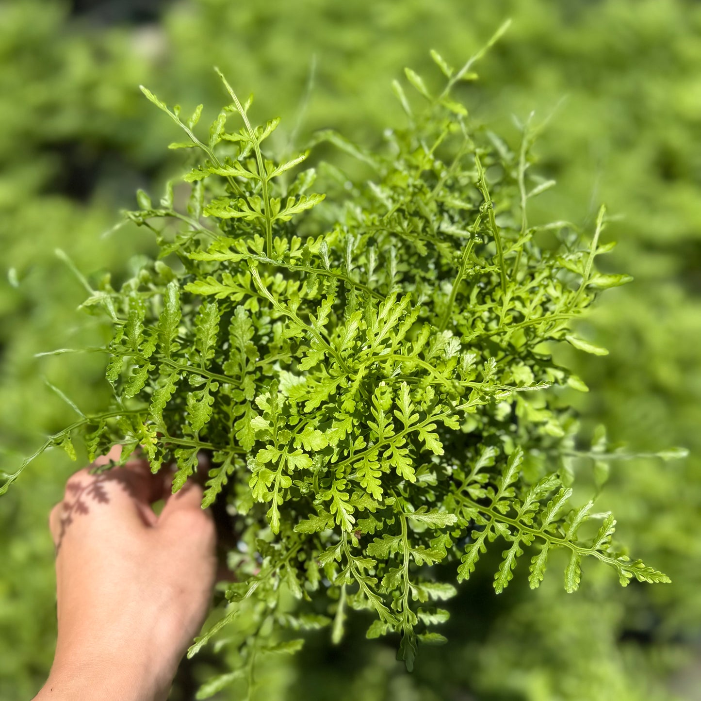 Australian Mother Fern 6”