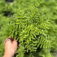 Australian Mother Fern 6”