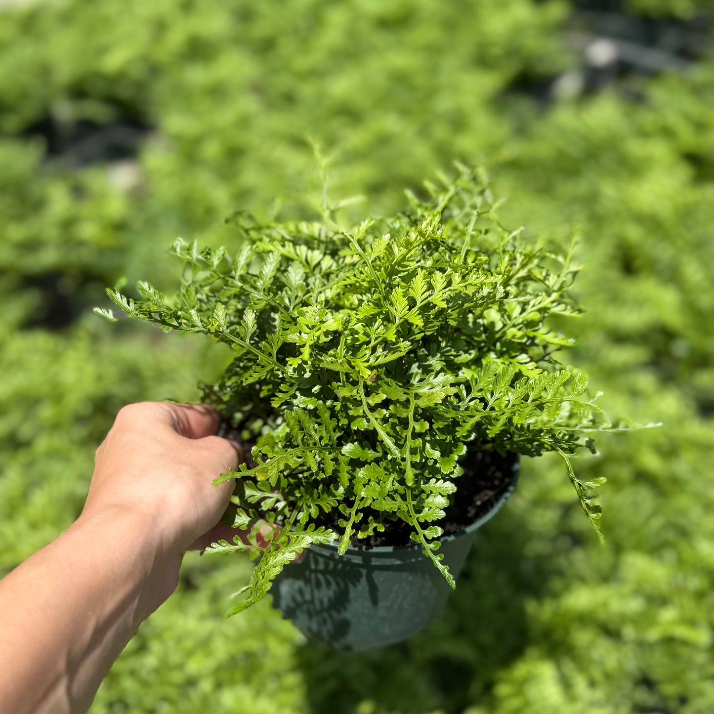 Australian Mother Fern 6”
