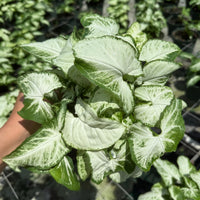 Syngonium Holly M. 6”
