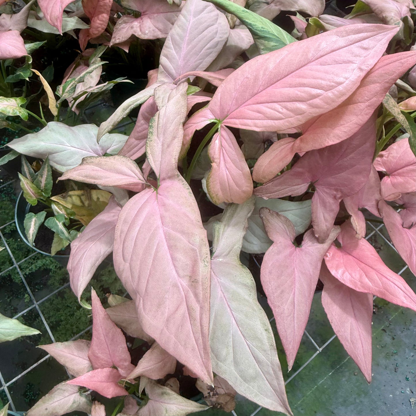 Syngonium Mickey 4”