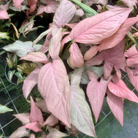 Syngonium Mickey 4”