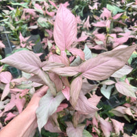 Syngonium Mickey 4”