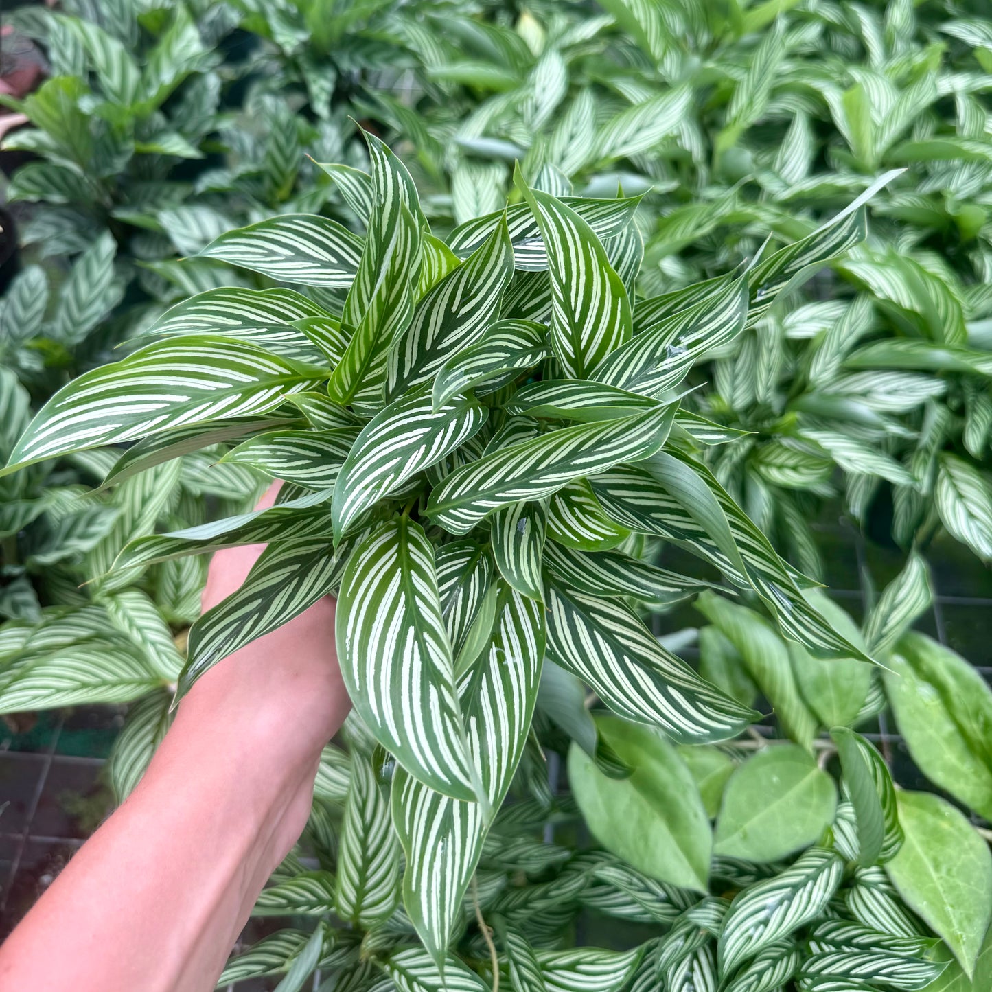 Calathea Vittata