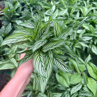 Calathea Vittata