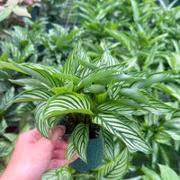Calathea Vittata