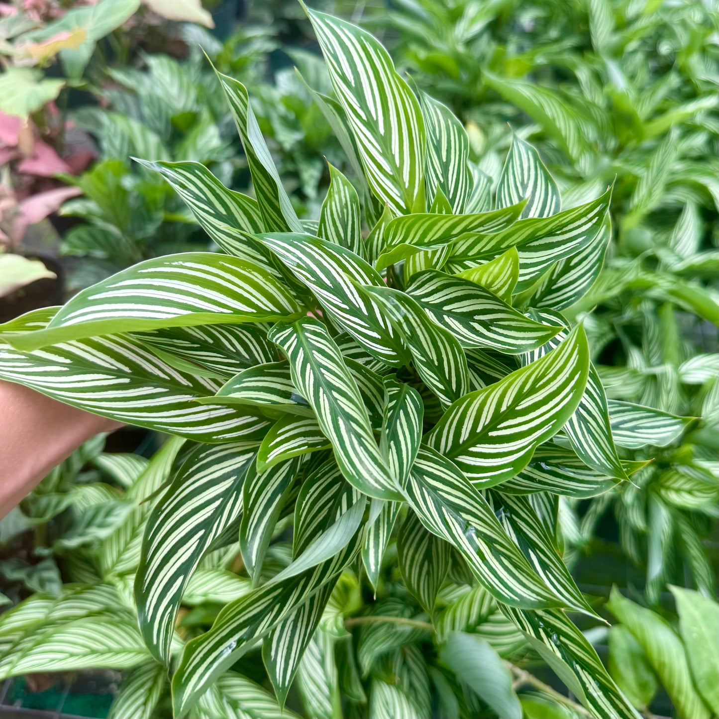 Calathea Vittata